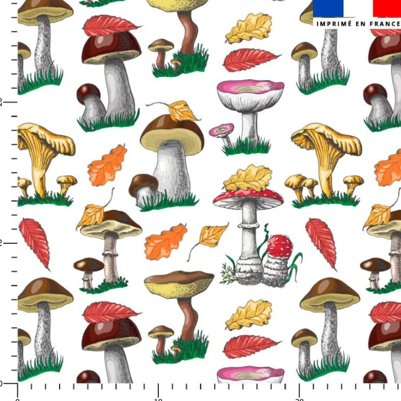 Champignons et feuilles d'automne - Fond blanc
