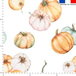 Citrouille - Fond blanc