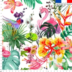 Fruit tropical - Fond blanc