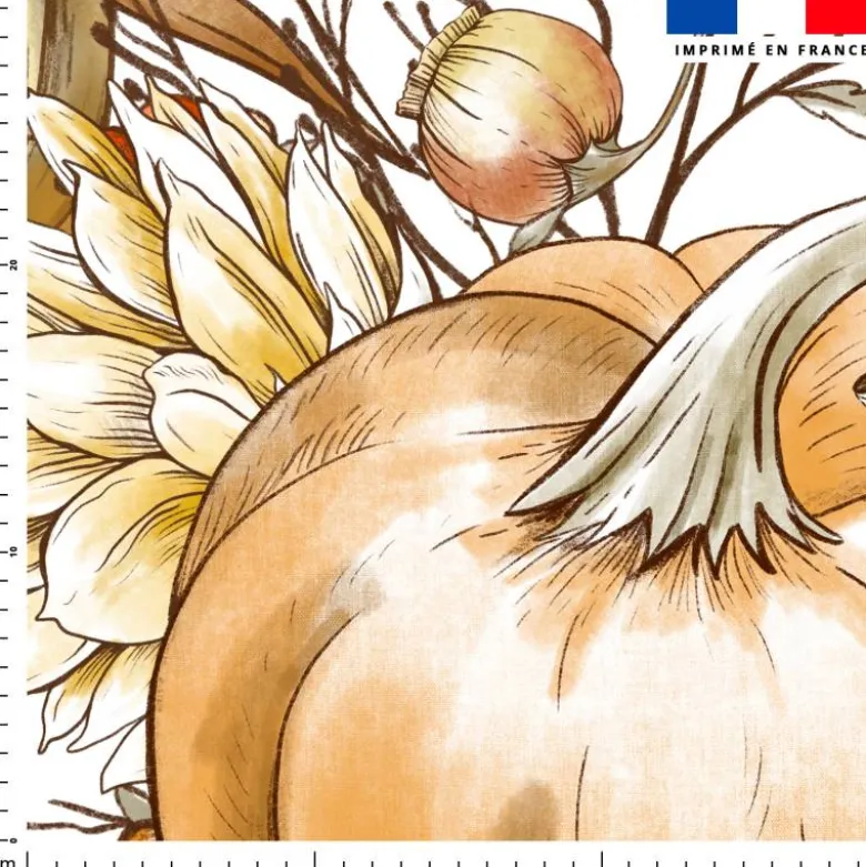 Pumpkin et tournesol - Fond blanc