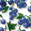 Tissu grappes de cassis personnalisé